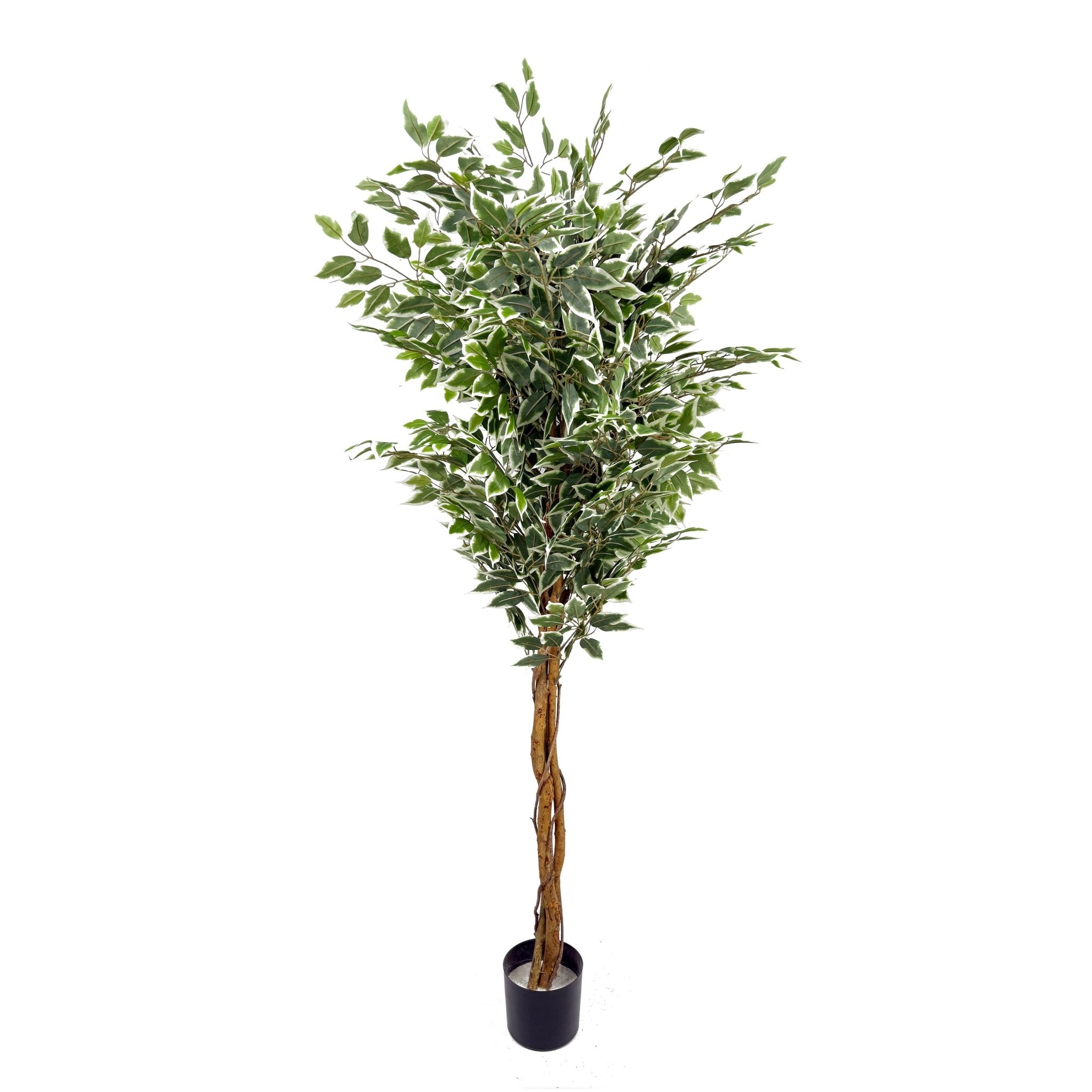 Planta artificial Ficus variegata H180 - Vintahome