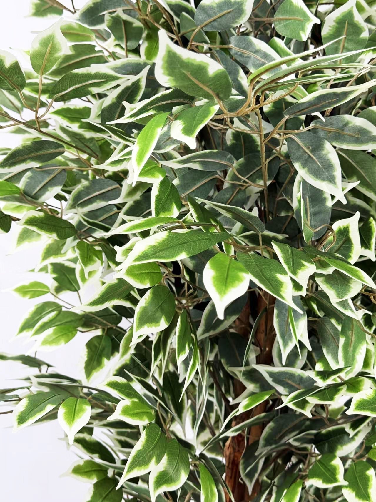 Planta artificial Ficus variegata H180 - Vintahome