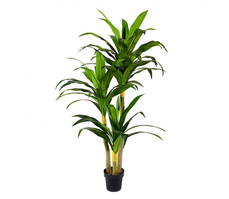 Plante artificielle Dracaena H.180 cm