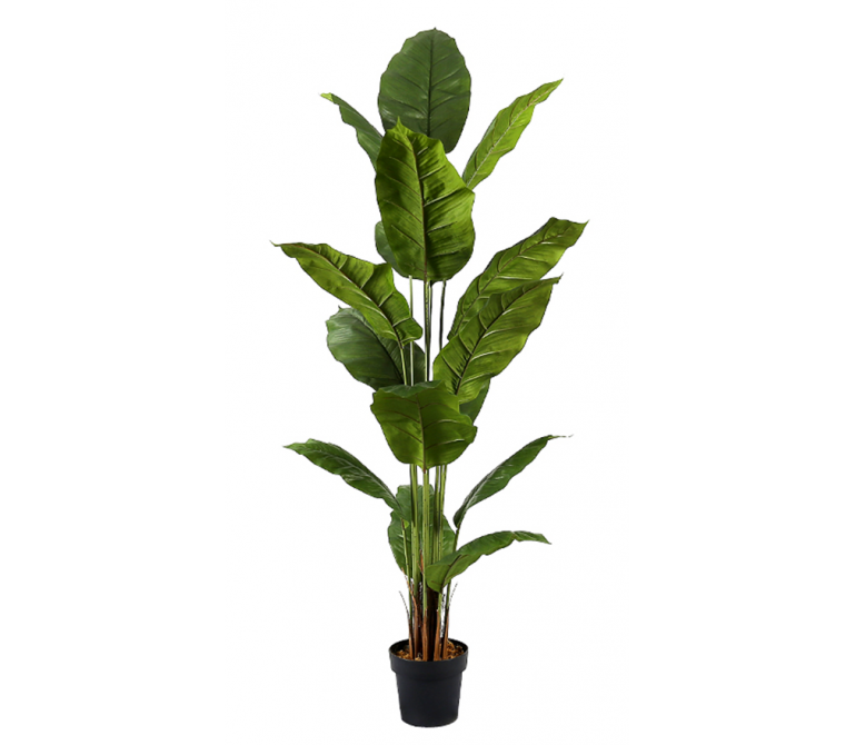 Plante artificielle Spathphyllum H.180 cm