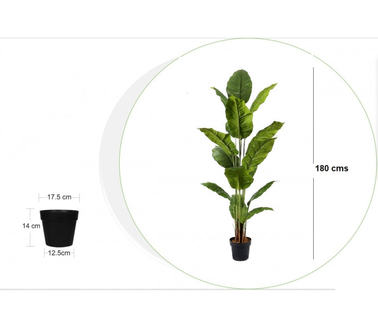 Plante artificielle Spathphyllum H.180 cm