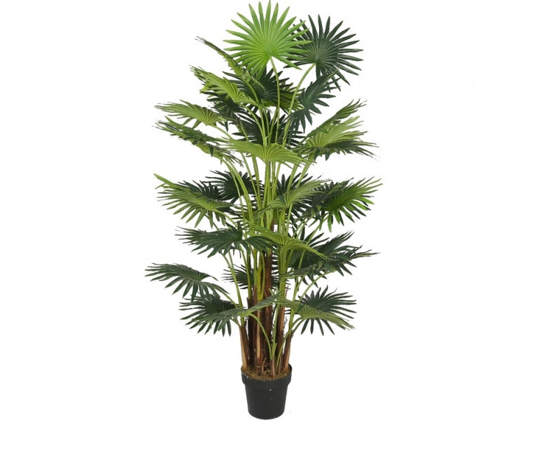 Planta artificial Palmera Fan H.160 cm