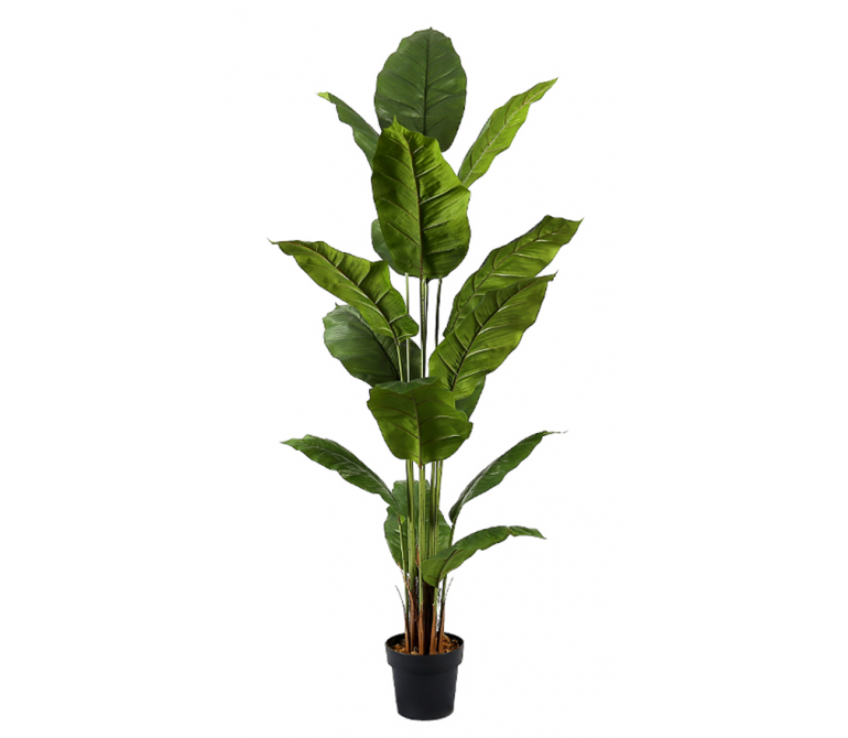 Planta artificial Spathphyllum H.180 cm