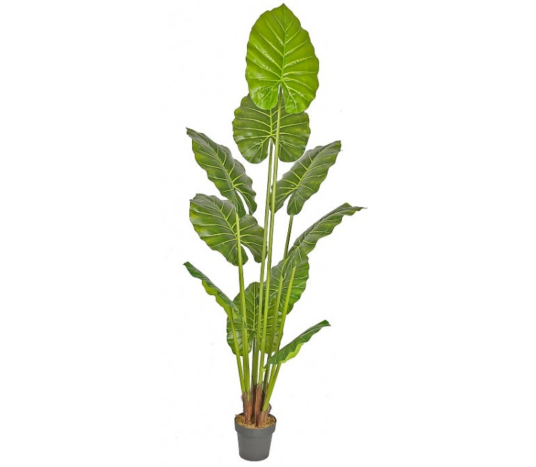 Plante artificielle Alocasia H.210 cm