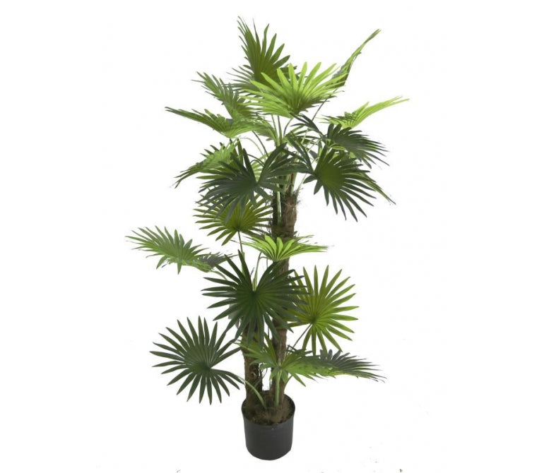 Plante artificielle Palmier éventail H.150 cm