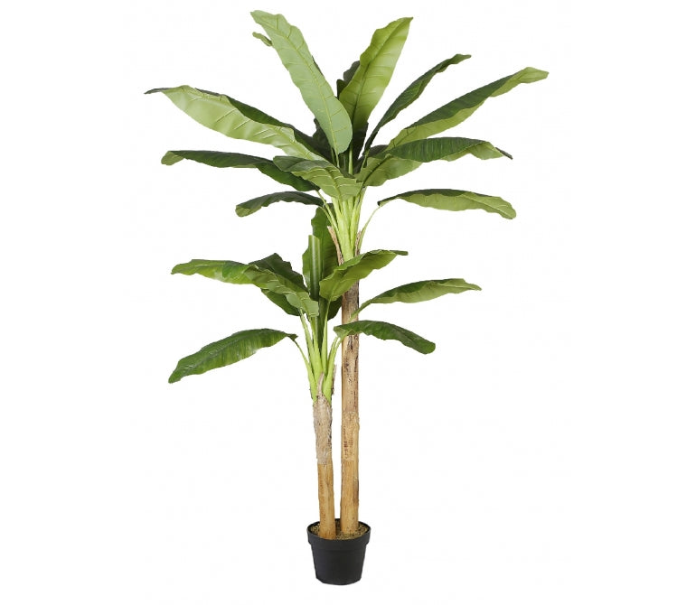 Planta artificial Bananera H.205 cm
